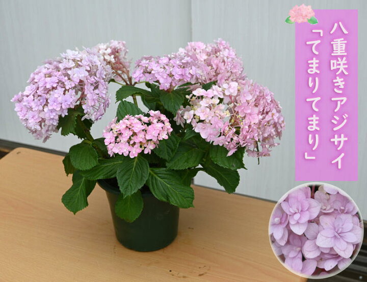 楽天市場 八重咲きアジサイ てまりてまり ピンク 紫陽花 鉢花 あじさい開花株アジサイ 紫陽花 あじさい てまりてまり ピンク 5号鉢 22年入荷株 園芸百貨店何でも揃うこぼんさい