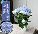 遅れてごめん2026年まだ間に合う母の日プレゼントに2026年5月から6月開花お誕生日に 鉢花 あじさい　開花株アジサイ（紫陽花・あじさい）万華鏡ブルー 紫陽花鉢植え アジサイ