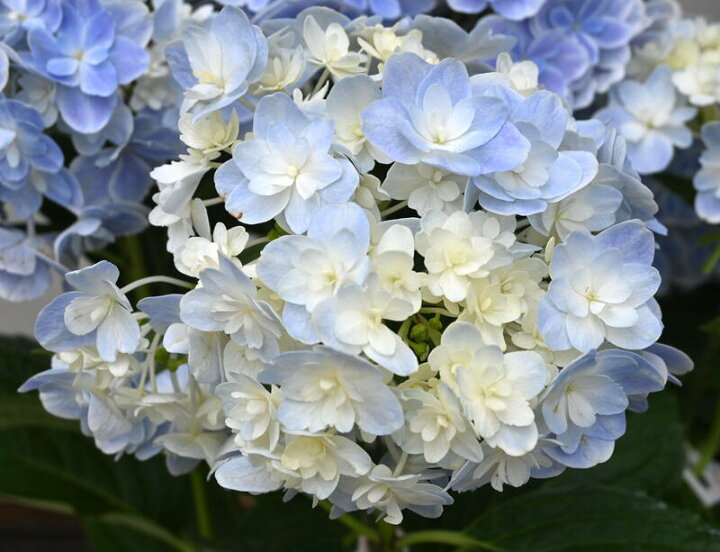 22年剪定後のお届け 紫陽花 銀河 育てる紫陽花 肥料付き ブルー 剪定した