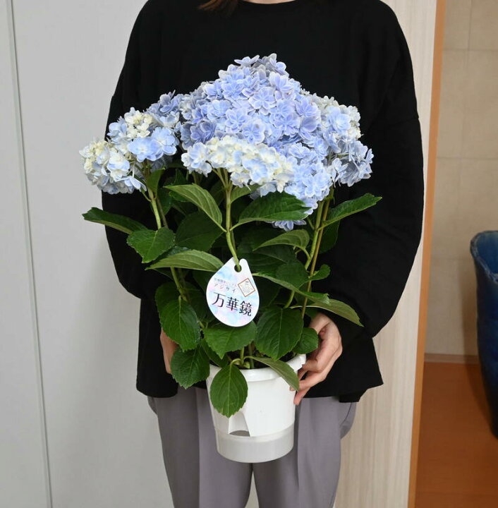 楽天市場 おすすめ紫陽花の花鉢花紫陽花お誕生日プレゼントに花鉢植え アジサイ22年5月に開花 八重咲きアジサイ 万華鏡 ブルー 紫陽花 鉢花 あじさい 開花株アジサイ 紫陽花 あじさい 万華鏡ブルー 22年入荷株 紫陽花鉢植え 園芸百貨店何でも揃うこぼんさい