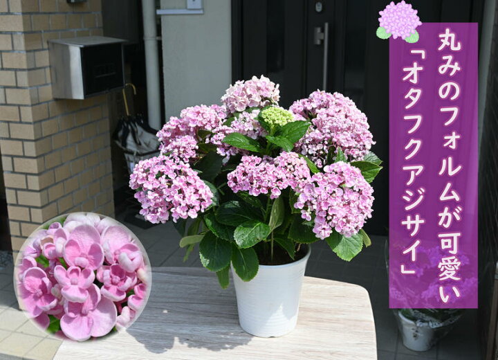 楽天市場 剪定後のお届けとなります お多福アジサイ鉢花紫陽花お誕生日プレゼントに花鉢植え アジサイ22年5月に開花 ウズアジサイ オタフクアジサイ ピンク 紫陽花 鉢花 あじさい 開花株アジサイ 紫陽花 あじさい おたふくあじさい 22年入荷株 紫陽花鉢植え