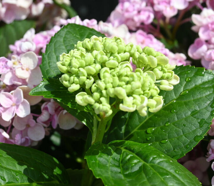 楽天市場 剪定後のお届けとなります お多福アジサイ鉢花紫陽花お誕生日プレゼントに花鉢植え アジサイ22年5月に開花 ウズアジサイ オタフクアジサイ ピンク 紫陽花 鉢花 あじさい 開花株アジサイ 紫陽花 あじさい おたふくあじさい 22年入荷株 紫陽花鉢植え