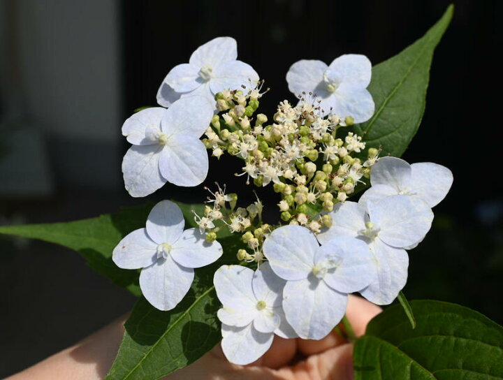 楽天市場】紫陽花 うさぎ アジサイ 小苗 ヤマアジサイ 一重咲き : 園芸 