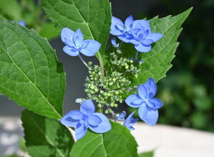 剪定した状態でのお届けとなります 紫陽花 流星光 アジサイ 小苗 ヤマアジサイ 八重咲き