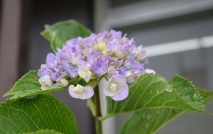 あじさい てまりてまり 苗の人気商品 通販 価格比較 価格 Com