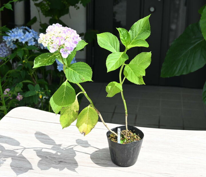 楽天市場 紫陽花 桜坂 ヤマアジサイ 小苗 一重咲き あじさい 園芸百貨店何でも揃うこぼんさい