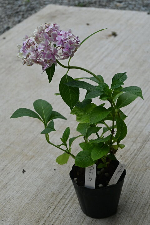楽天市場 紫陽花 ありがとう 一重咲きあじさい アジサイ苗 22年7月撮影 今の時期は剪定した状態でのお届けになります 園芸百貨店何でも揃うこぼんさい