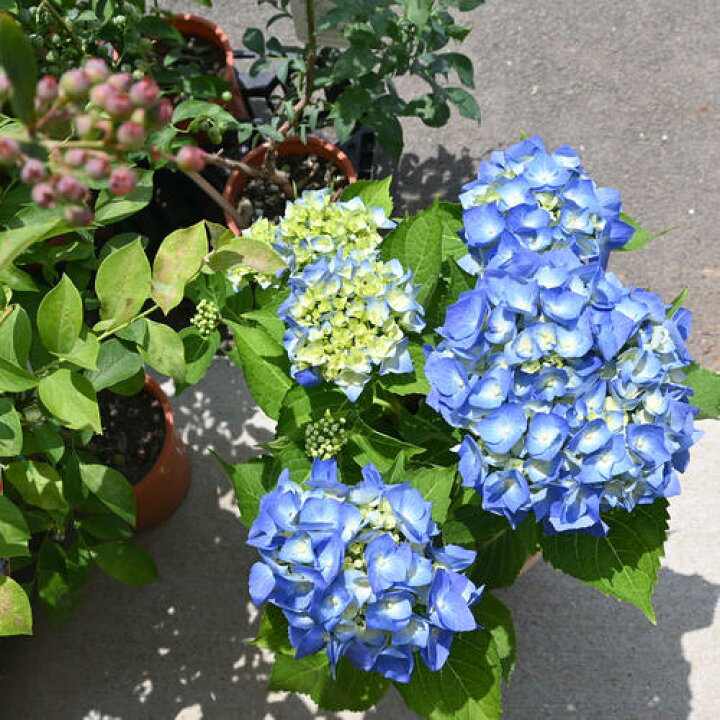 楽天市場】2026年6月開花 マリンブルー テラコッタ鉢入り 紫陽花 