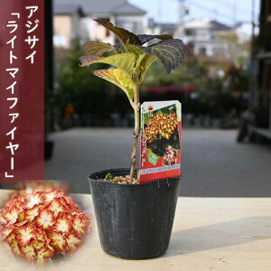 AWTC Cg}Ct@C[ |bgc JXtAWTC mAWTC nChWA d炫 z