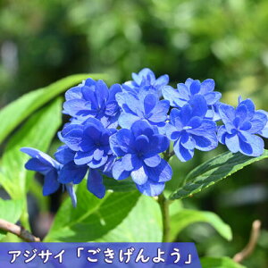 2025NNEW AWTC 悤 |bgc d炫 z e}^ GJԂIĂ܂