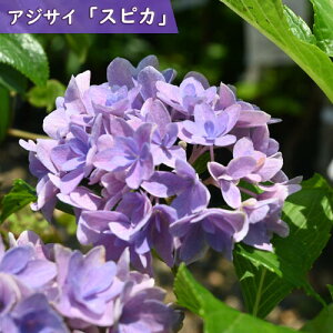 2025NNEW AWTC XsJ |bgc d炫 z e}^ G͊JԂIĂ܂