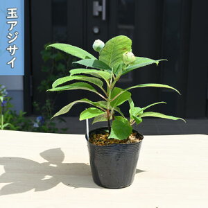 2025NNEW ʃAWTC |bgc z