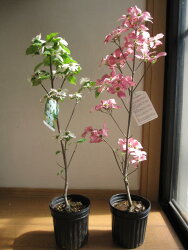 楽天市場 植樹に21年4月に開花苗 紅白 ハナミズキをプレゼントに自宅のお庭にシンボルツリーをハナミズキ苗花水木苗木シンボルツリー アメリカ ハナミズキ苗木 紅白ハナミズキ２本セット 苗木ハナミズキ 園芸百貨店何でも揃うこぼんさい
