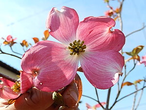 ni~YLc؉Ԑ4ɊJԃV{c[ yAJni~YLc؁z@ni~YL@ l{Zbg @ni~YLƃ}{EV
