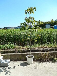 ハナミズキ 盆栽 植木の人気商品 通販 価格比較 価格 Com