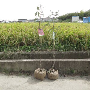 シンボルツリー ハナミズキ 盆栽 植木の人気商品 通販 価格比較 価格 Com
