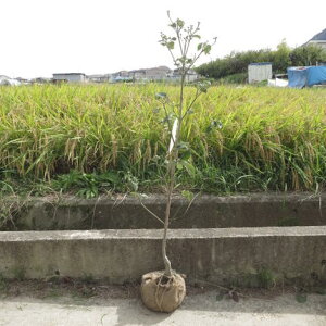 2024年4月〜5月に開花のハナミズキクラウドナイン記念の植樹に白い花水木シンボルツリー 【ハナミズキ 苗木】 ハナミズキ白花 クラウドナイン