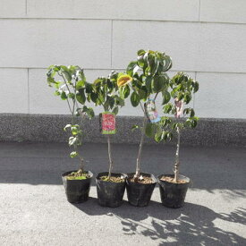ハナミズキ2024年開花苗4種類のハナミズキが楽しめます花水木　4種セット　アップルブロッサムハナミズキレッドジャイアントクラウドナイン　ジュニアミス高さ　50センチ〜60センチ前後