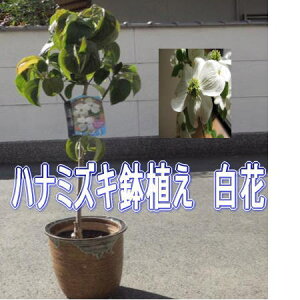 2025N4ɊJԁyԁzni~YLAyMyAz@ni~YLṼni~YL