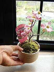 楽天市場 ハナミズキ ピンク 植木 ガーデニング 農業 花 ガーデン Diyの通販