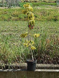 楽天市場 記念 植樹の通販