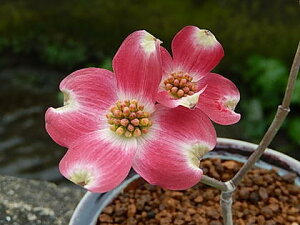 Ԑ؃V{c[ yAJni~YL@AJԁz@2025N4Jԁ@ni~YL@AJni