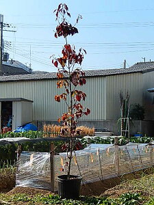 シンボルツリー ハナミズキ 盆栽 植木の人気商品 通販 価格比較 価格 Com