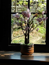 楊貴妃桜で身近にさくらのお花見を楽しむお祝い桜盆栽4月に開花八重桜盆栽桜で自宅でお花見品種楊貴妃桜です八重桜盆栽2025年4月中頃に開花します