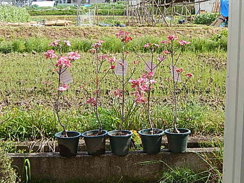 22年4月 5月に開花する苗ハナミズキ苗ハナミズキのお庭に ５本セットのシンボルツリーで 庭木 ハナミズキアカ花 ハナミズキおすすめ花水木