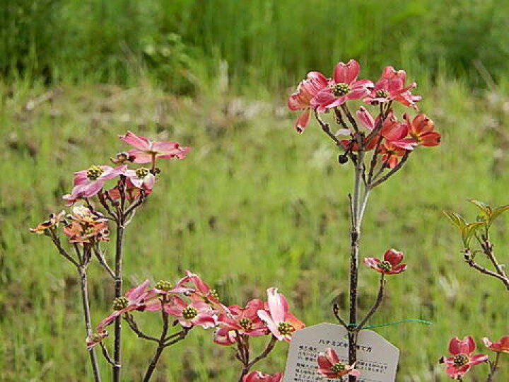 楽天市場 22年4月 5月に開花する苗ハナミズキ苗ハナミズキのお庭に ５本セットのシンボルツリーで 庭木 ハナミズキアカ花 ハナミズキおすすめ 花水木 園芸百貨店何でも揃うこぼんさい