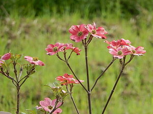 2022年4月〜5月に開花する苗ハナミズキ苗ハナミズキのお庭に　5本セットのシンボルツリーで 【庭木】　ハナミズキアカ花　ハナミズキおすすめ花水木