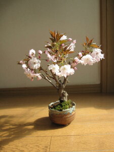 ł̂ԌTN2025N4Jԍ~́@rOł@鎖łႤ~͓a~͊COłBONSAI {TCAy~j~͍z