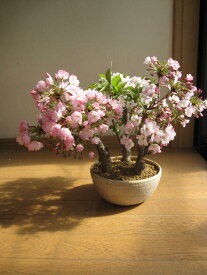 2023年お祝い盆栽桜盆栽桜の盛り合わせ3種類のサクラのお花がこの一鉢で楽しめます。豪華桜3種桜寄せ植え桜盆栽 4月開花の桜盆栽となります。送料無料海外でも　BONSAI ボンサイと言います。　