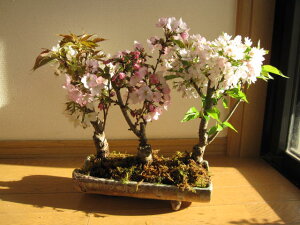 łԌ~͍̕M~͍؍3񂹐A~ 2025Nԉt̍~͂ƂȂ܂BCOł@BONSAI {TCƌ܂B@