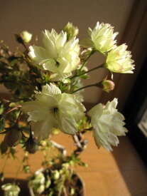 めずらしい希少な黄桜盆栽ウコン桜盆栽右近さくら盆栽信楽鉢入り 2023年4月開花花芽付の桜盆栽となります。海外でも　BONSAI ボンサイと言います。