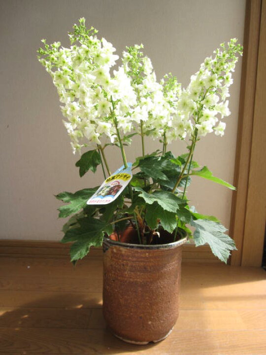 楽天市場 アジサイ鉢植え２０２２年５月に開花アジサイ 紫陽花の鉢植 八重柏葉アジサイ 開花は五月 六月 園芸百貨店何でも揃うこぼんさい