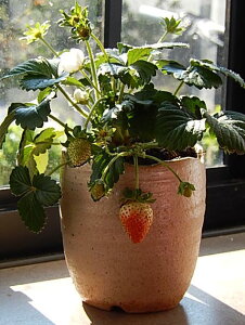 2024NyރC`S̔A@C`S@Ł@v`@Xgx[@ʎ؉@Ԃ킢@ԃ^Cv