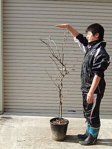 ���c��ړ��c���I�Ƃ��Ďg�p�ł����c���c��2025�N5�����J�ԓ��ƂȂ�܂��B�@��ڃt�W�c���̉�