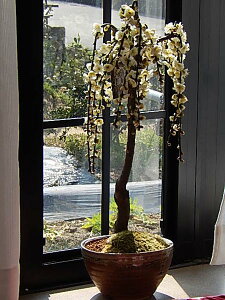 ~~2025N3Jԁ@~~͔d@~~: d~@F̔d炪킢@lĈ~My