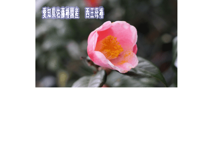 椿ページ つばき産業用機械製品 情報サイト リーフチェーン 製品詳細情報