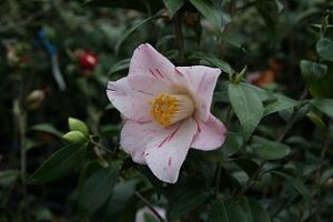 Ԃ΂c y؁z ycoLzyցz@΂c