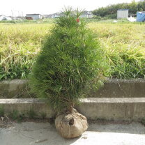 楽天市場】コウヤマキ 苗の通販