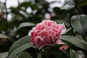 �ԉ肠��܂��і��΂��c�o�L�z �� �ڂ���4�N��