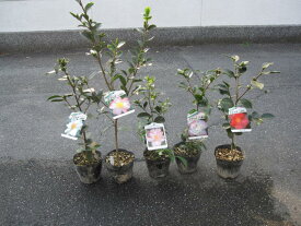 山茶花苗　サザンカ花芽有五種セット　 【庭木】 【山茶花】サザンカ苗 　送料無料 いろんなお花が楽しめます。