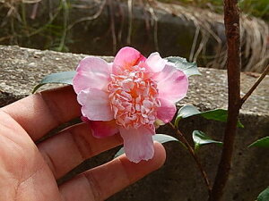 �����񂩒����� �y��؁z �y�R���ԁz�T�U���J�c �T�U���J