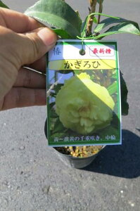 �y��؁z �y�c�o�L�z �ց@������Ё@�}���� �J�Ԃ܂œ�N�`�O�N������܂�