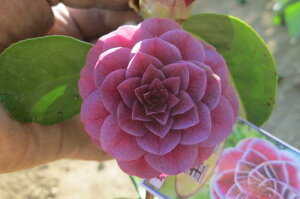 ����c�o�L�c�o�L�z�֕c �֎���@�}����