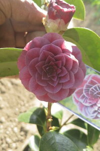 ���󎇂ɍ炭�� �y��؁z �y�c�o�L�z�ց@����@�}����