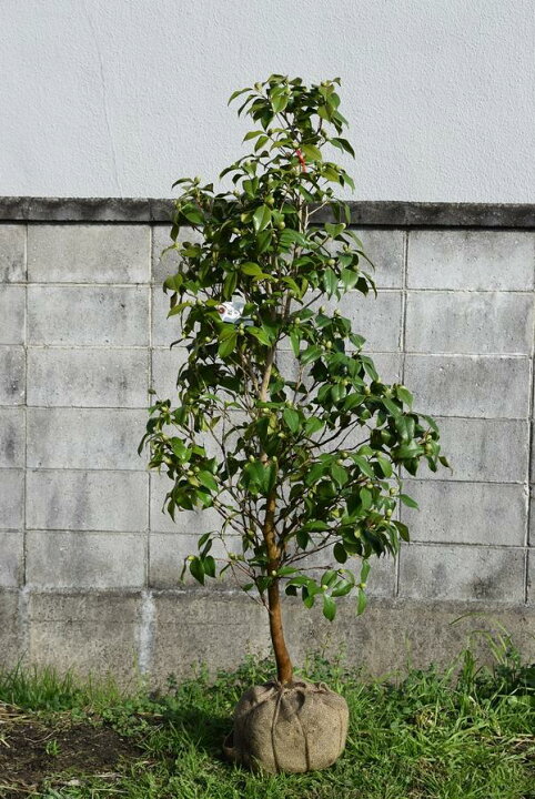 楽天市場】椿庭木絵日傘椿 ツバキ 大苗 樹齢約8年接ぎ木椿苗 : 園芸 