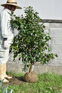 햞֑c@ڂ8N֕cc֑ccoL΂cؒ c@150Z`Ȏ傫TCY̒ւł